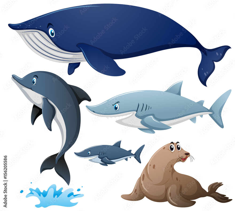 Sharks and other sea animals Sharks and other sea animals