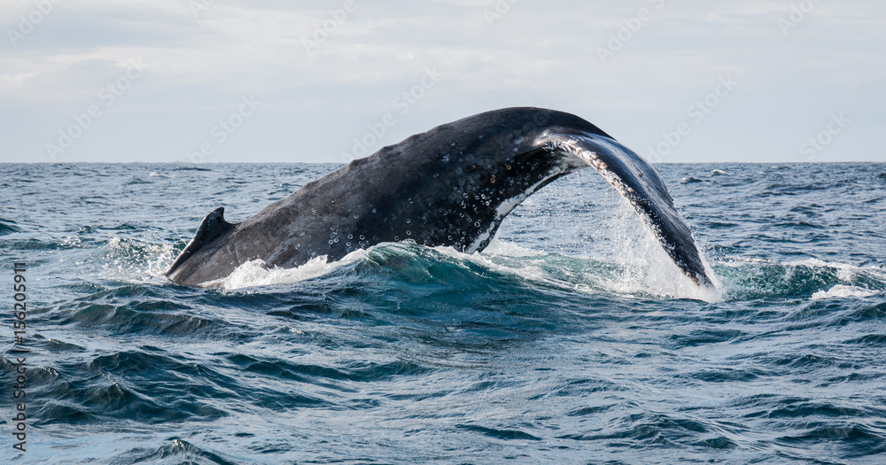 Fototapeta premium Humpback whale flapping its tail on the water