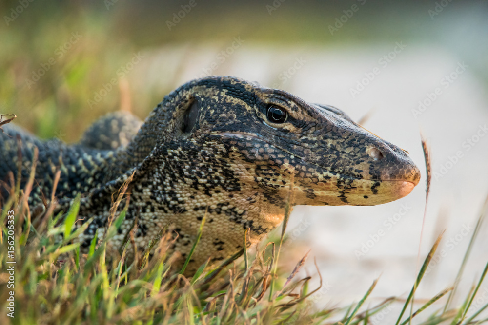 Obraz premium Varanus salvator on ground