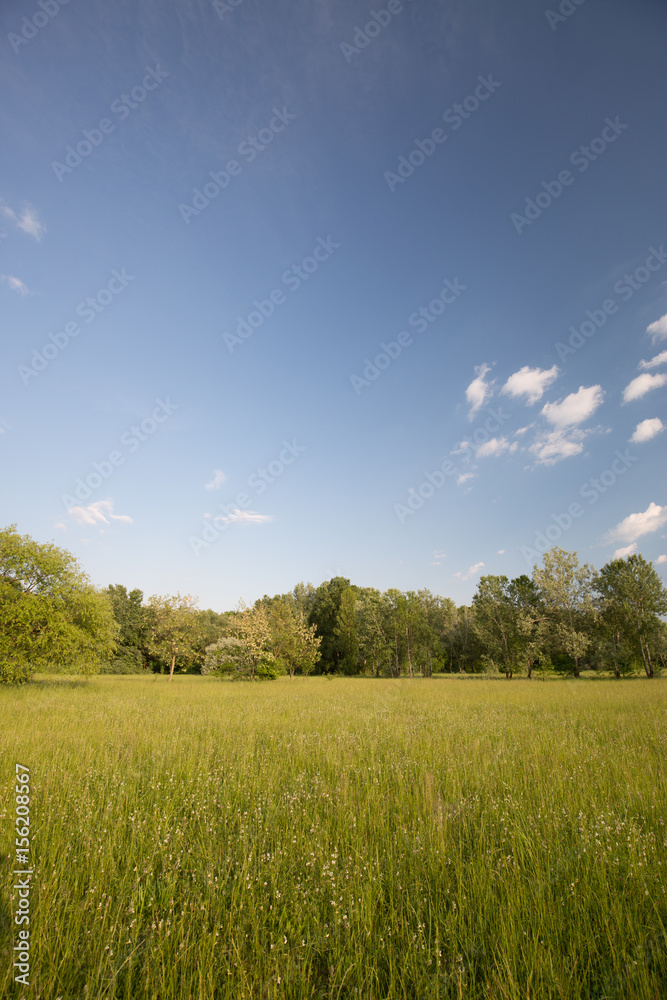 Fototapeta premium Beautiful nature background. Beauty in nature. Green nature ecology concept.