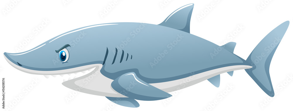 Wild shark on white background Wild shark on white background