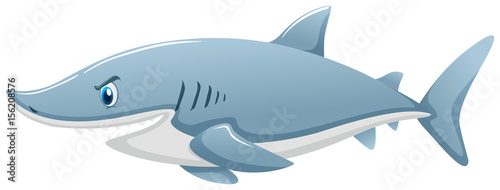 Wild shark on white background