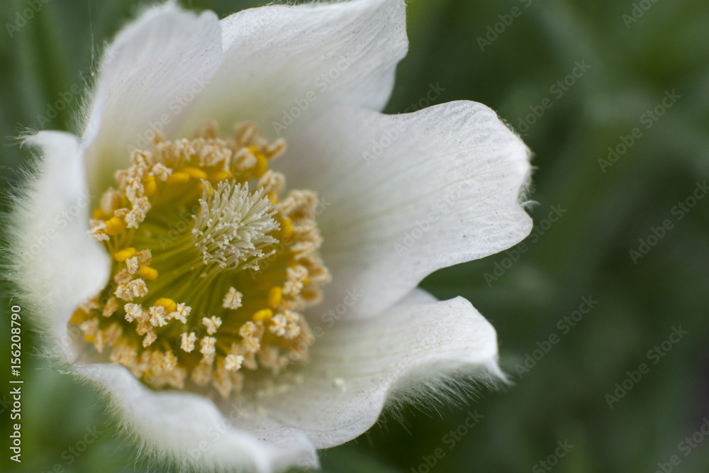 Fototapeta premium White snowdrop closeup