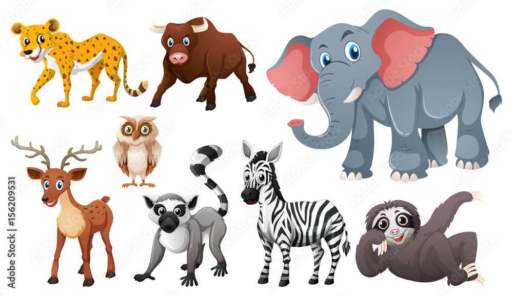 Many wild animals on white background Many wild animals on white background