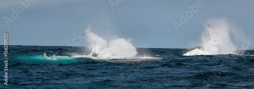 Humpback whales splashing water in Byron Bay Australia