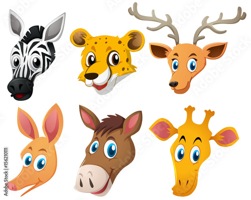 Animal heads on white background