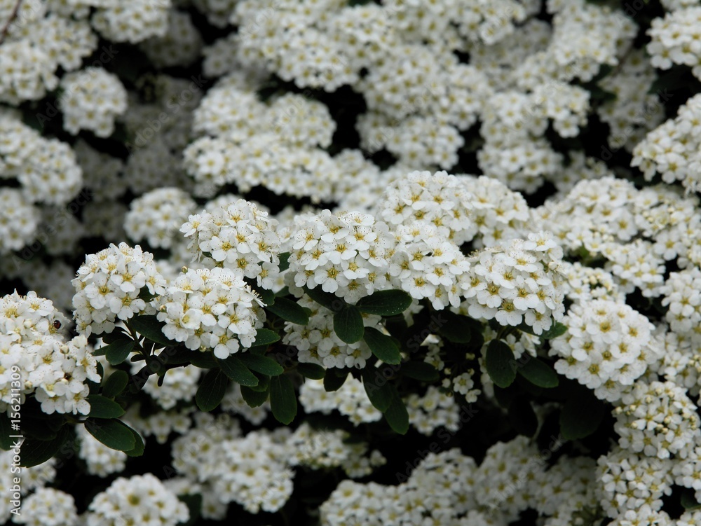 white flowers of spiracea ornamental bush white flowers of spiracea ornamental bush