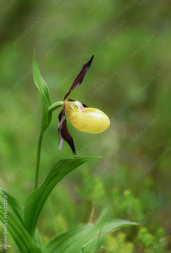 Gelber Frauenschuh - cypripedium calceolus