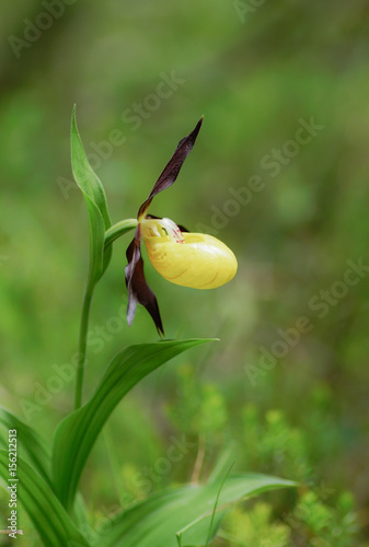 Obraz na płótnie Gelber Frauenschuh - cypripedium calceolus w salonie