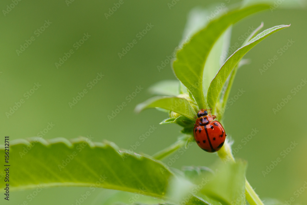 Ladybug,Beetles, insects, bugs background. Ladybug,Beetles, insects, bugs background.