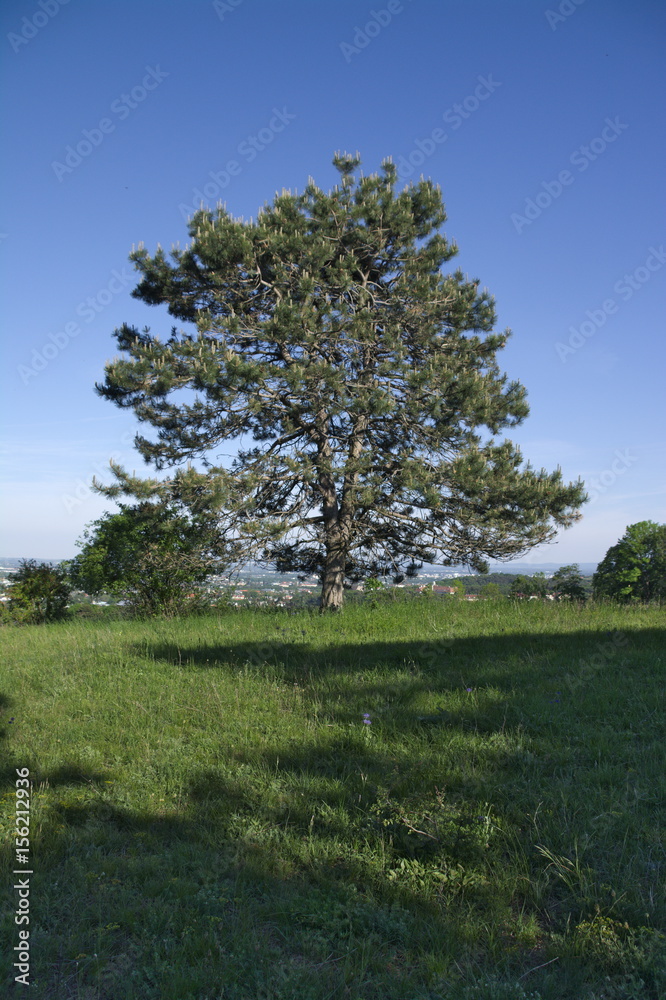 Obraz premium einsamer Baum