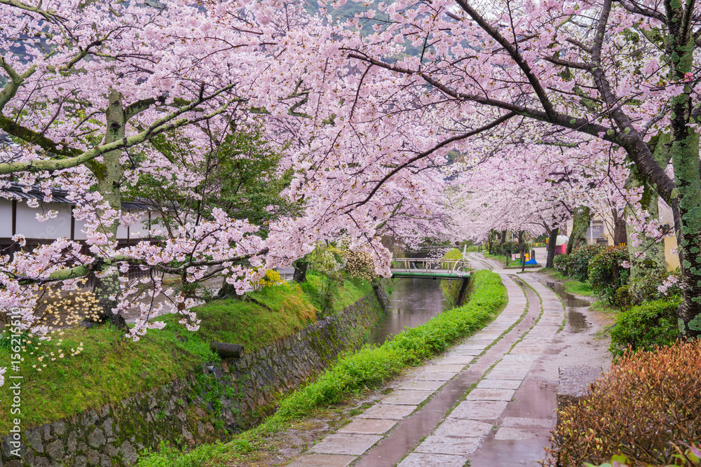 京都　哲学の道　桜