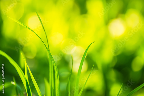 Green grass on a bright sunny natural green background. Bright sunny bunnies bokeh green in the background. A lot of free space for your ideas and inscriptions. Cheerful effect.