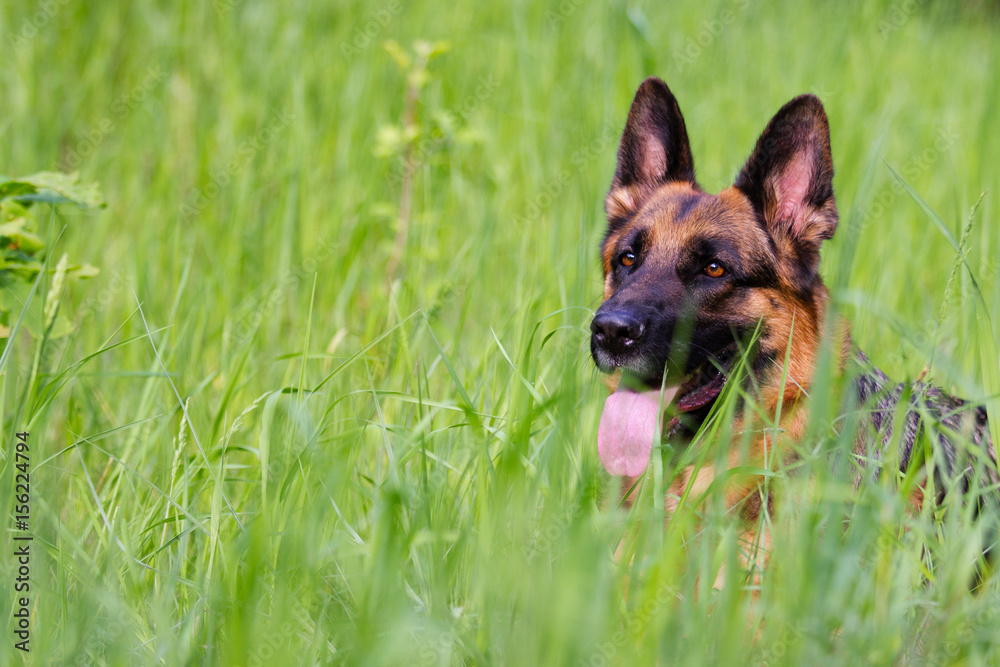 German Shepherd dog lies in the grass
