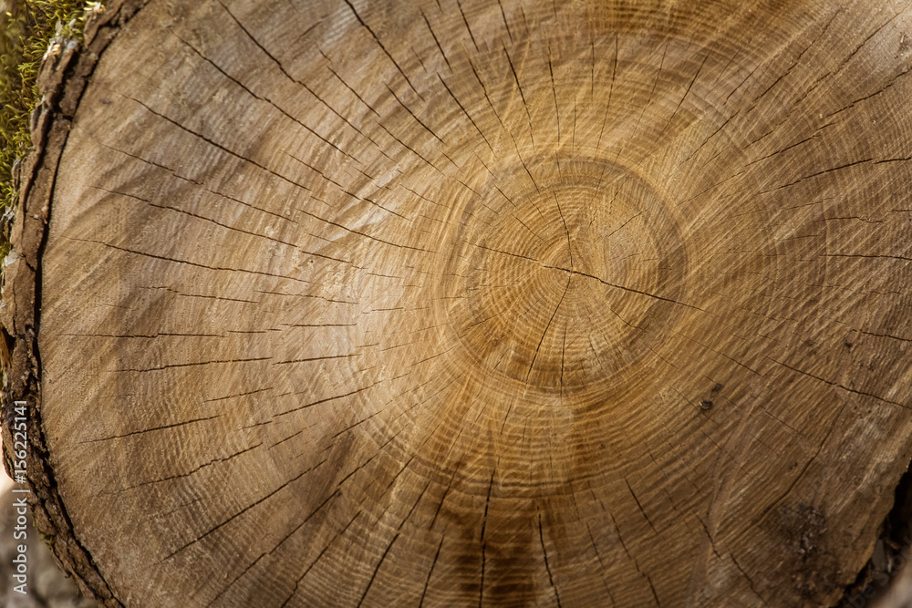 Naklejka premium A beautiful close-up of a tree trunk. Wooden texture of age rings.