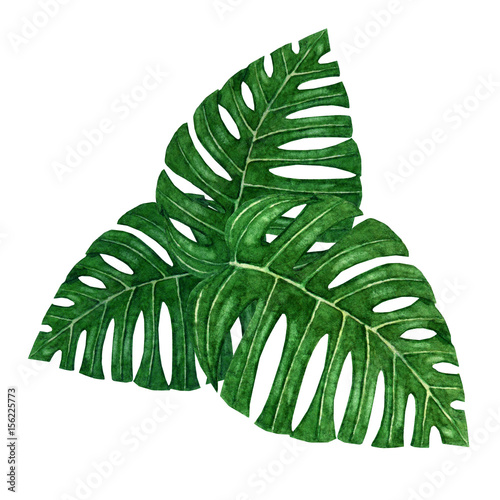 Hand painted group of three watercolor tropical monstera leaves isolated on the white background