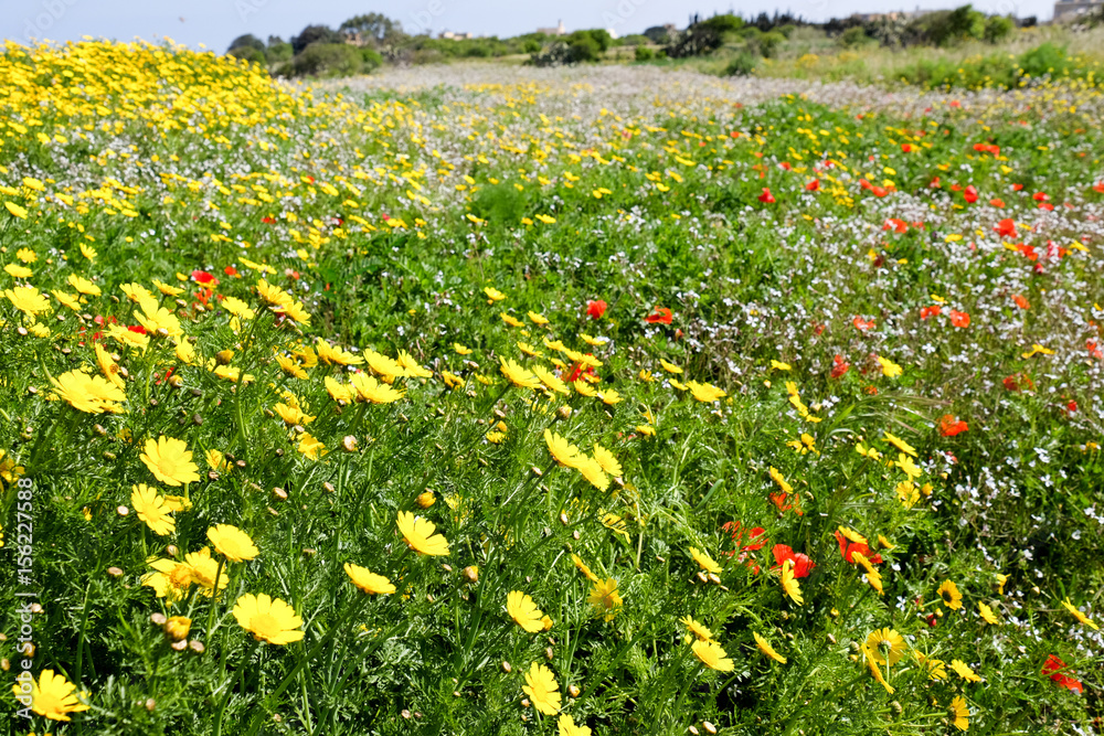 Meadow with yellow and red flowers