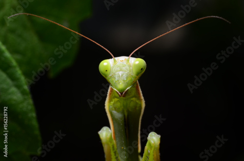 Macro portrait Mantis religiosa.