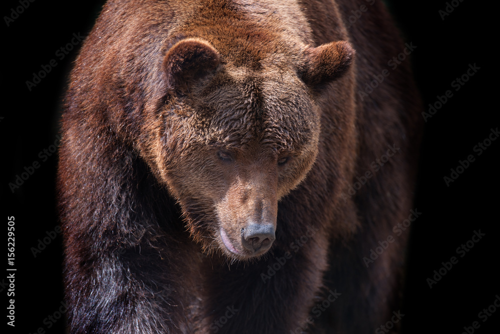 Fototapeta premium Brown bear portrait close up in motion isolated on black background