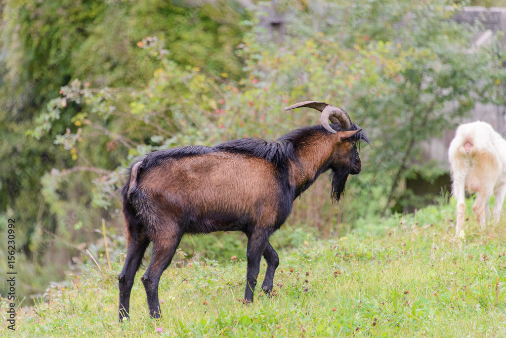 Fototapeta premium Goat