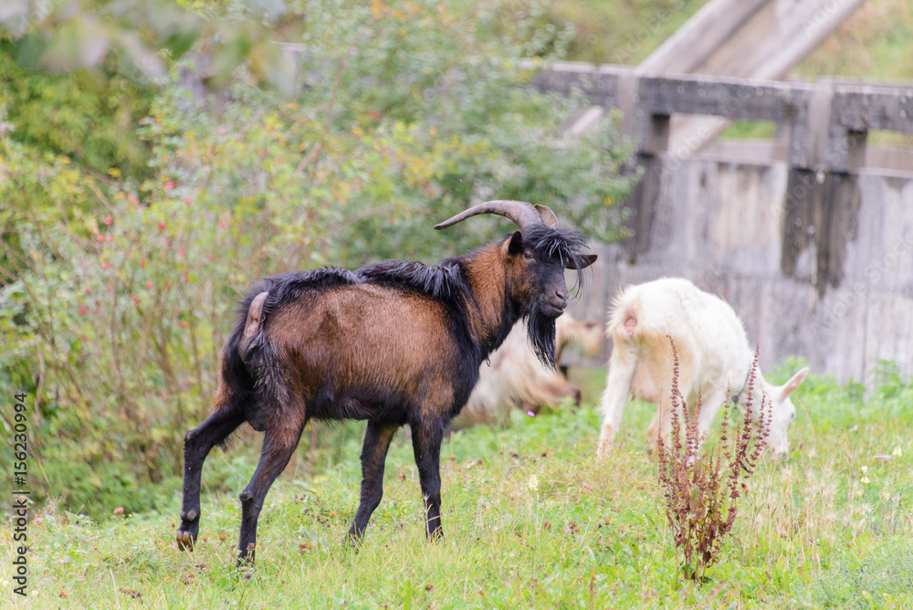 Goat Goat