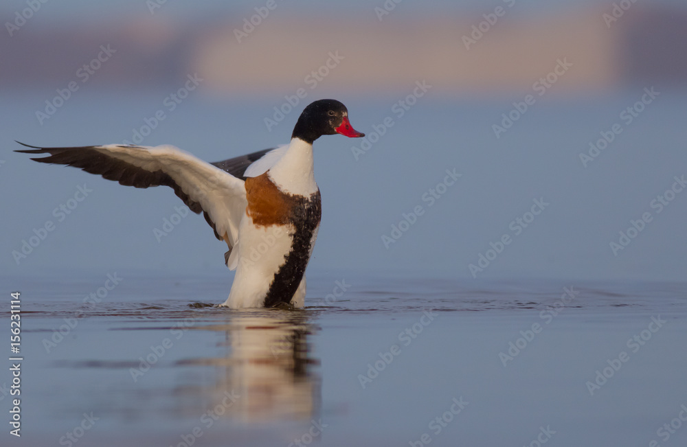 Common Shelduck - Tadorna tadorna - Curonian Lagoon, Lithuania Common Shelduck - Tadorna tadorna - Curonian Lagoon, Lithuania