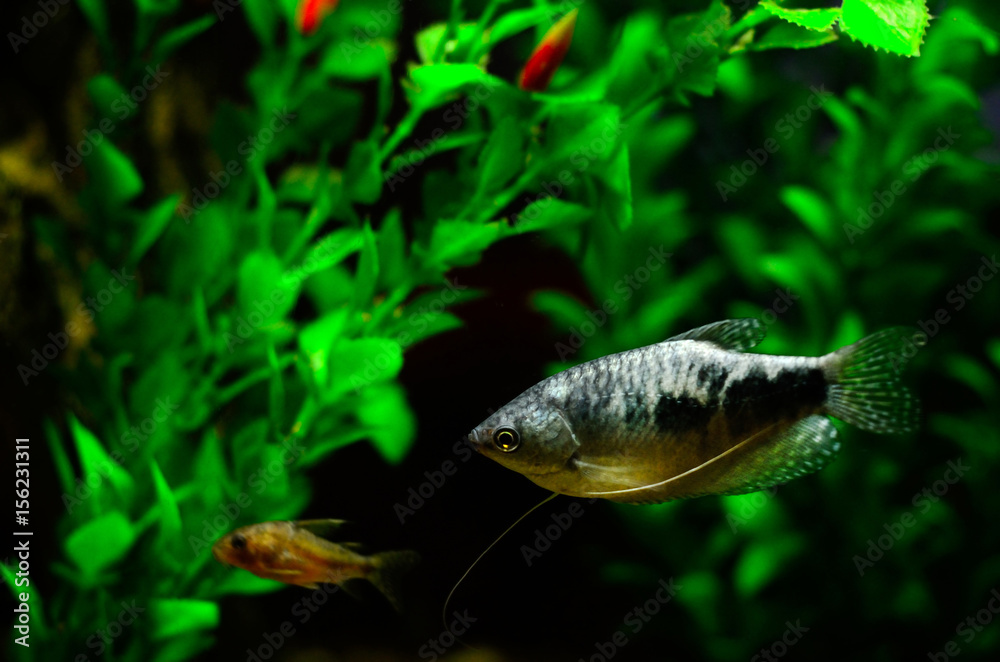 Gourami aquarium online