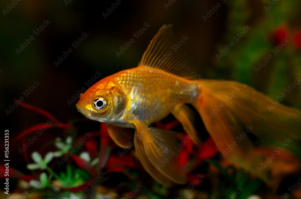 Goldfish in aquarium with green plants, and stones Goldfish in aquarium with green plants, and stones
