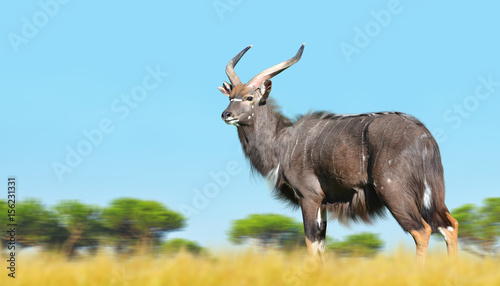 Male Nyala antelope (Tragelaphus angasii). Wildlife animal.