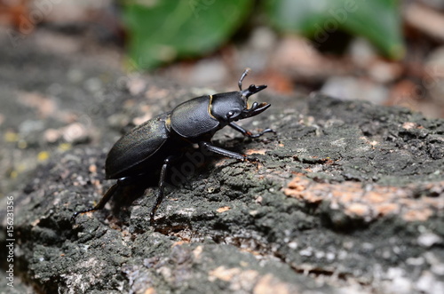Stag beetle, Dorcus parallelipipedus photo