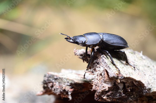 Stag beetle, Dorcus parallelipipedus © Олександр Луценко