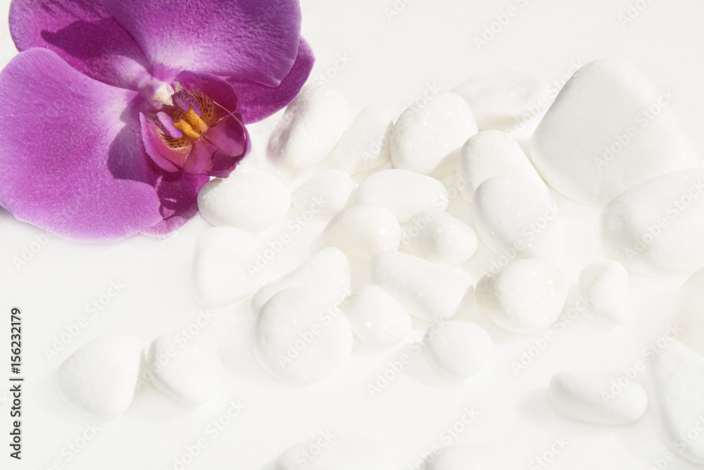 White stones and orchid
