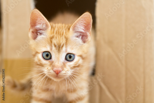 rotes Kätzchen mit blauen Augen