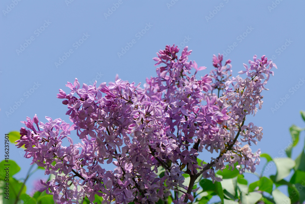 Lilac flowers