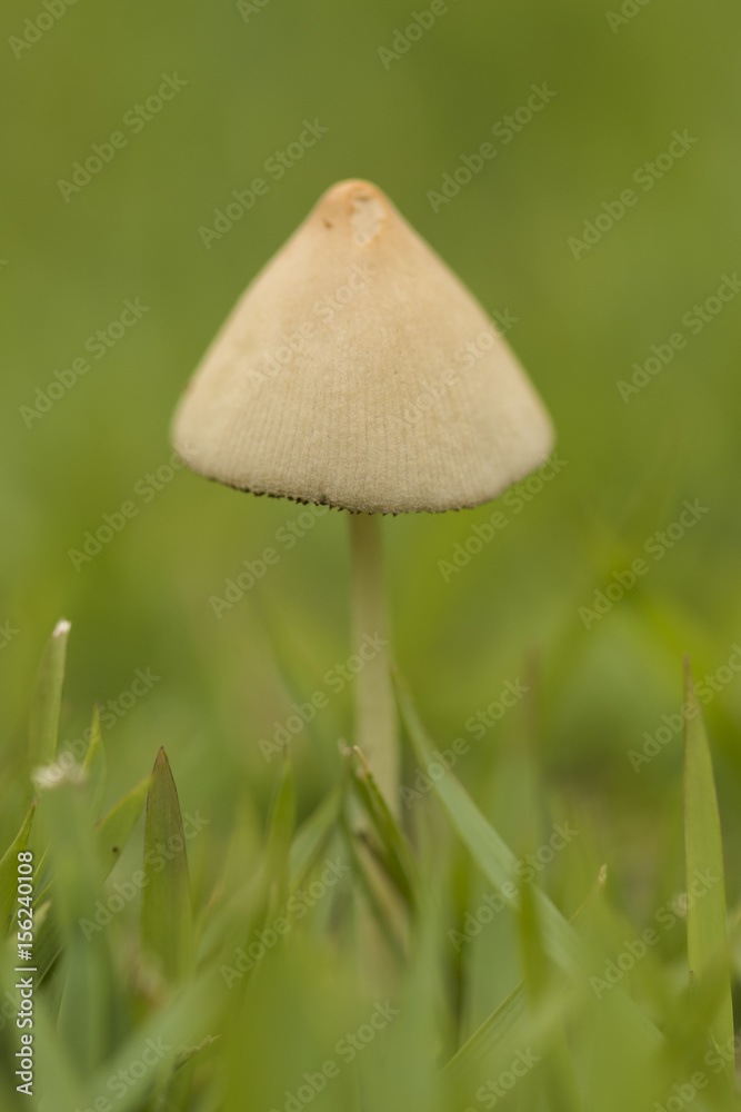 close up detail of one small white mushrooms on green grass - vertical close up detail of one small white mushrooms on green grass - vertical