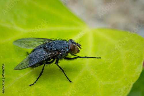 Animal life. Macro shot of a fly sitting on a green leave.