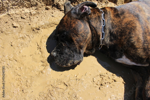 chien qui joue dans la boue pour se rafraichir  photo