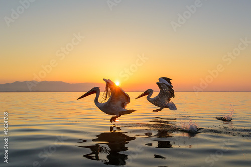 Fotografi Dalmatian pelican (Pelecanus crispus) shot at sunrise at lake Kerkini in Greece
