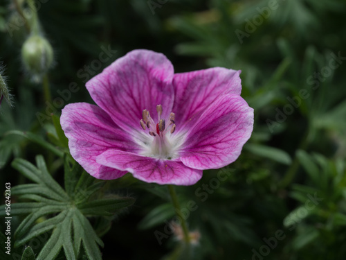 Fototapeta Naklejka Na Ścianę i Meble -  Geranium