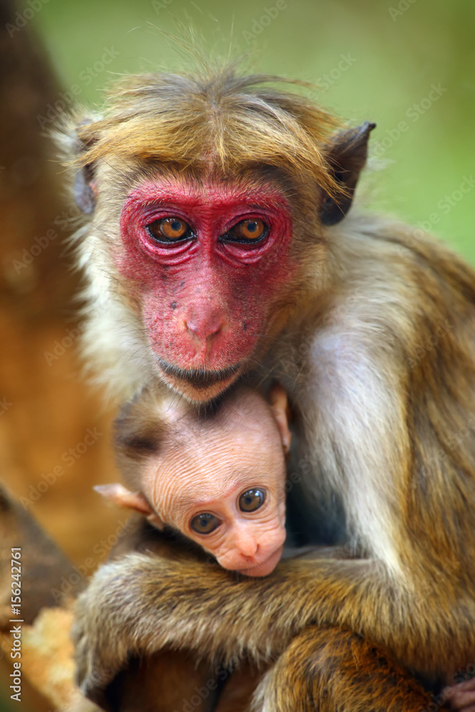 The toque macaque (Macaca sinica), mother and baby The toque macaque (Macaca sinica), mother and baby