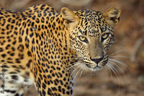 The Sri Lankan leopard (Panthera pardus kotiya), female portait of wild leopard © Karlos Lomsky