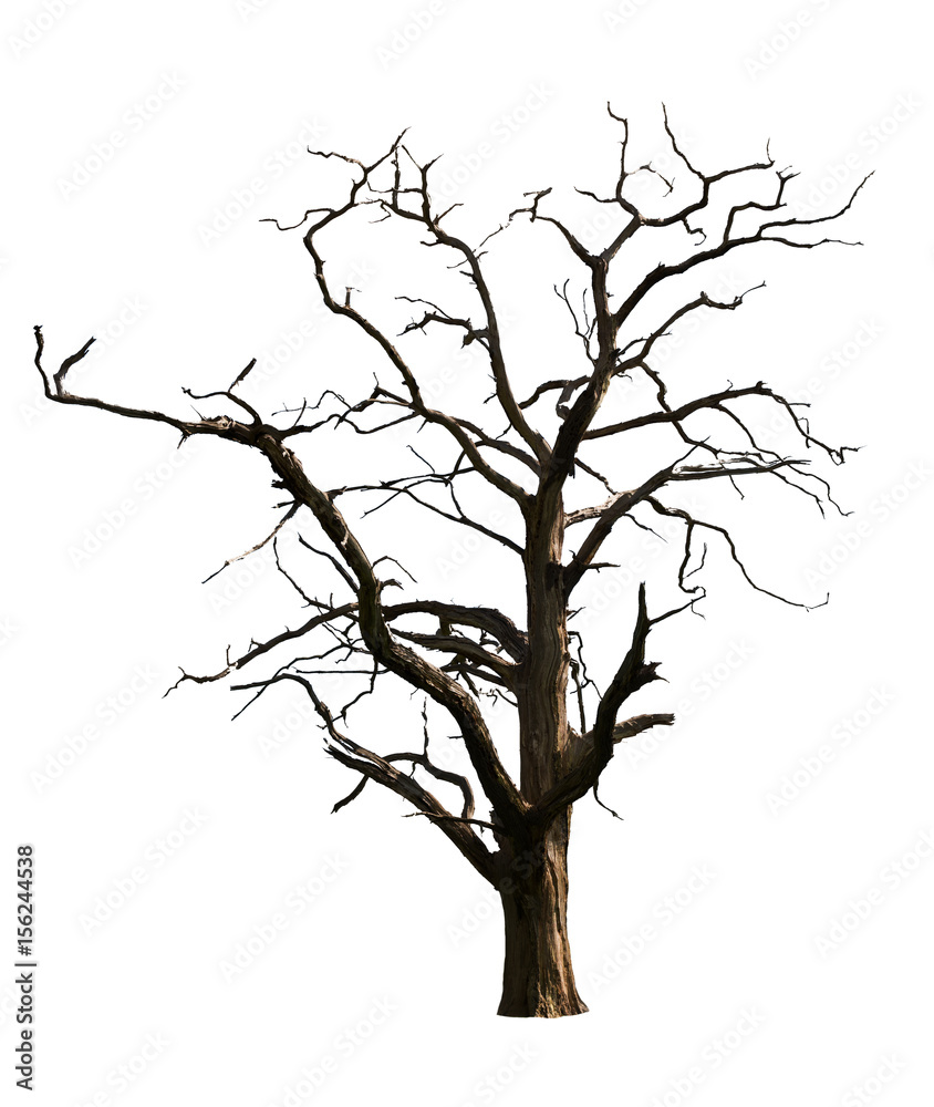 Fototapeta premium Dead Tree