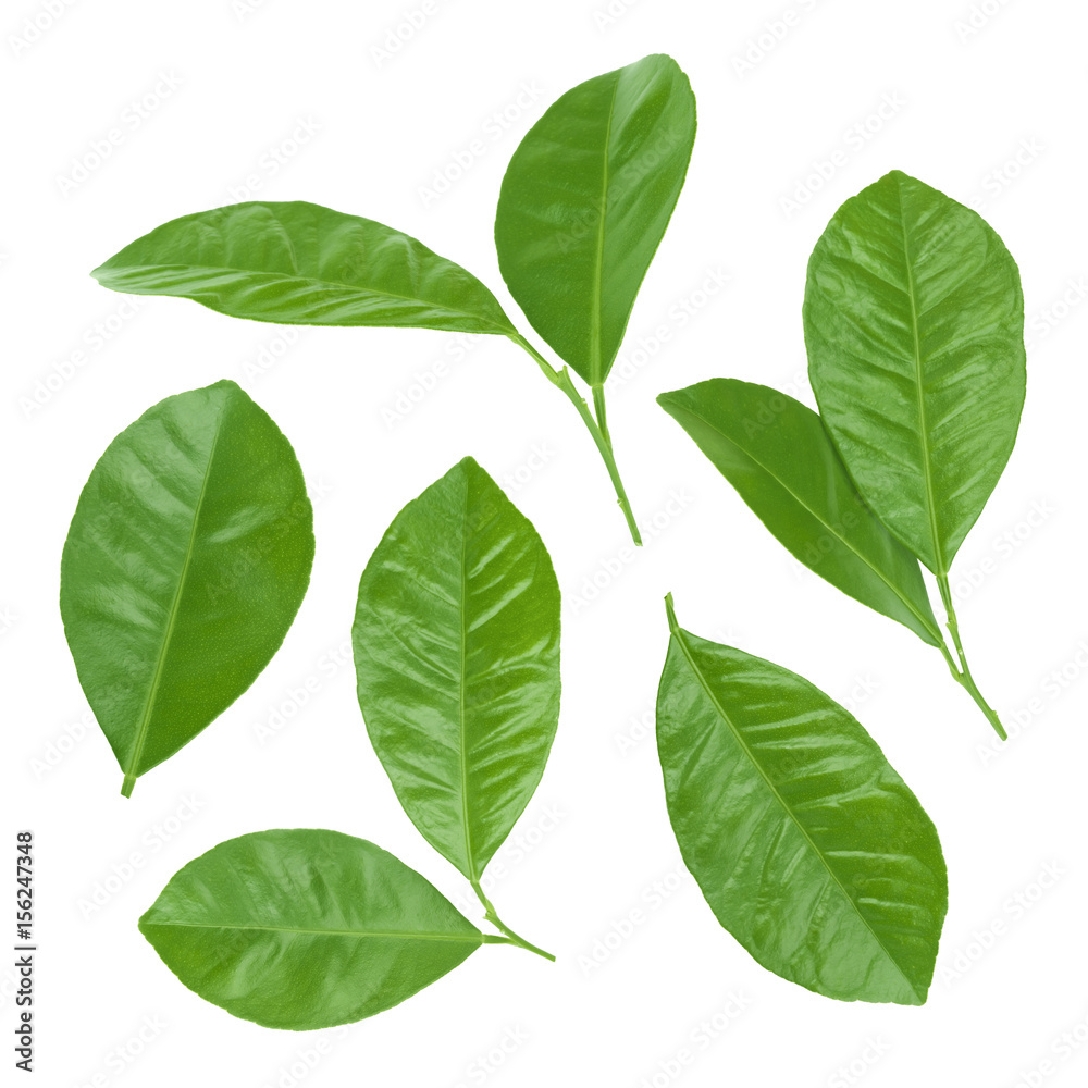 Collage of various citrus leaves isolated on white background Collage of various citrus leaves isolated on white background
