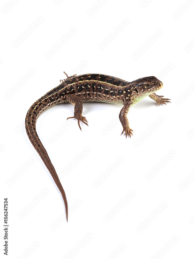 Naklejka premium Female of sand lizard (Lacerta agilis) isolated on white