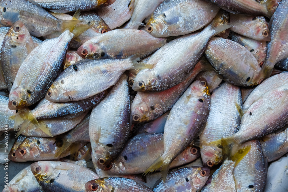 Fresh sea fish in local market