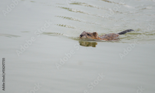 Beaver rat in water © tutye