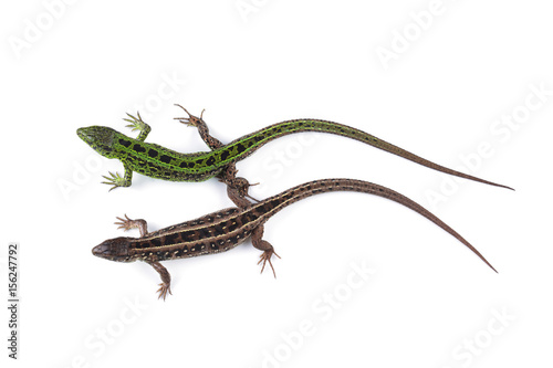 Female and male of sand lizard (Lacerta agilis) isolated on white