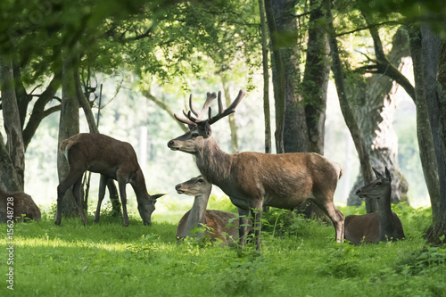 Fototapeta Naklejka Na Ścianę i Meble -  Rotwild am Waldrand