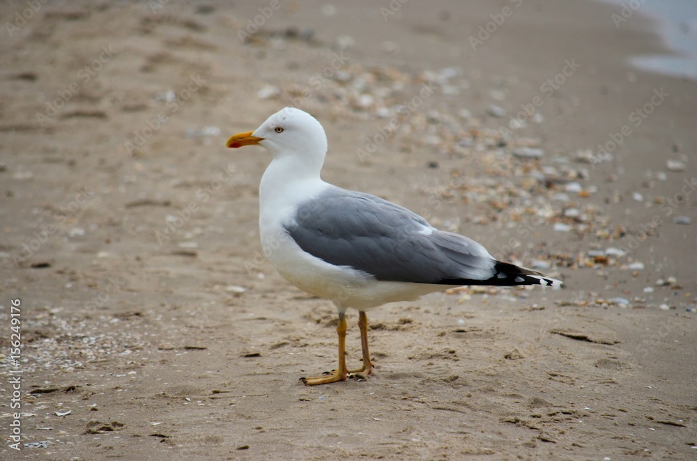 Möwe