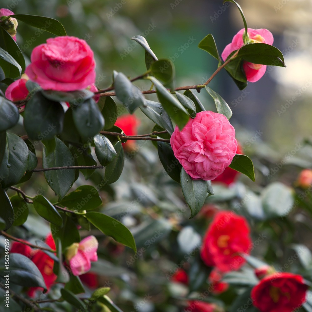 the red Camellia sasanqua in the park
